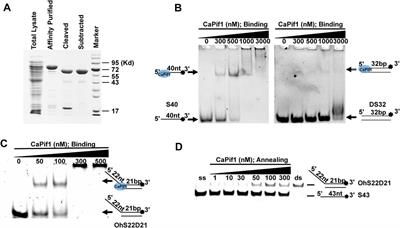 Mechanistic Insight Into Cadmium- and Zinc-Induced Inactivation of the Candida albicans Pif1 Helicase